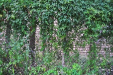 Fence covered with foliage
