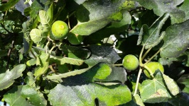 Fig owoce na drzewie