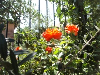 Flower In The Garden