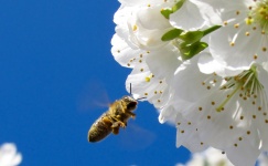 Flor e abelha