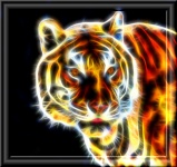 Tigre fractal