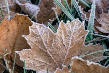Folhas congeladas