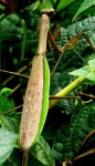 Jardín de la mantis religiosa insectos
