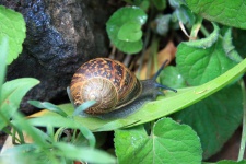 Garden snail among green leaves