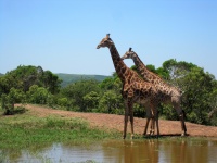 Giraffe mannelijke volwassen en jonge ma