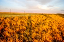 Złote Prairie Trawy