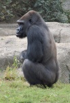 Gorila v klidu
