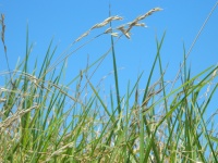 Gras en blauwe hemel achtergrond
