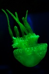 Zöld medúza