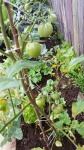 Zelené rajče živých rostlin