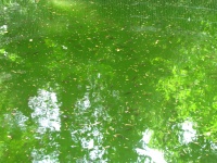 Grünes Wasser