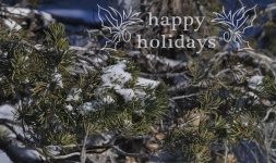 Happy Holidays Snowy Pine Branch
