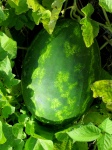 Heirloom Garden Watermelon