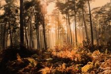 Bosque del otoño