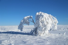 Hoar Frost Tree