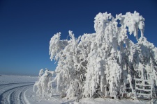 Hoar Frost Trees Gate
