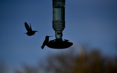 Hummingbirds in Silhouette