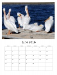06. 2016 Kalendář volně žijících ptáků