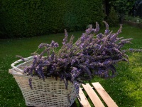 Lavender bouquet avec panier