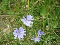 Lichtblauw wilde bloem