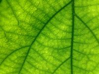 Makró Leaf