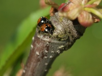 Ladybug páření