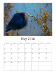 Maj 2016 kalendarz dzikiego ptactwa