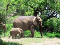 妈妈和婴儿非洲大象