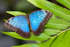Morpho-Schmetterling