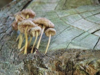 Cluster de champignons