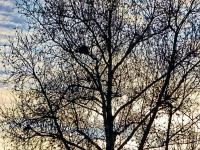 Nest in Bare Tree and Sunset