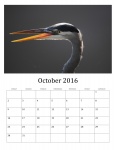 Октябрь 2016 Календарь диких птиц