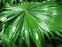 пальмовый лист