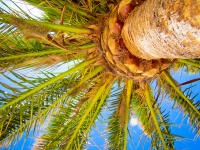 Palm Tree și cer albastru