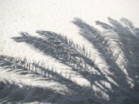 Cień drzewa palmowego