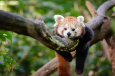 Panda rouge petit panda