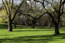 Park met bomen