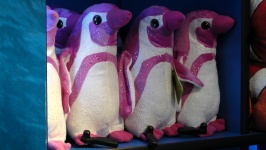 Różowe Pingwiny na półce