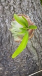 Pflanze wächst auf dem Baumstamm