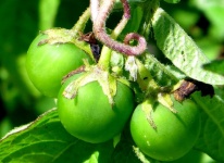 Potato Berries Seeds