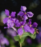Purple Violets or Violas from Asia