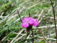 Фиолетовый дикий цветок