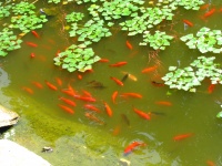 Rode vis