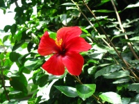 красный цветок