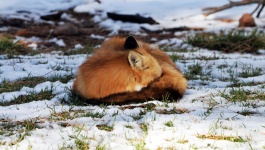 Red Fox sova i Snow