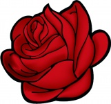 Czerwona róża z bliska
