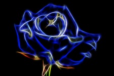 Rose azul