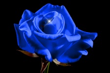 Rosa no azul