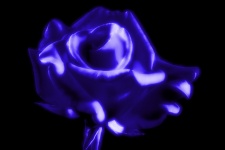 Rose In Blue