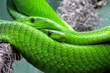 Cobra mamba verde